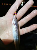 (KK) Avižėlė Nr.12 - Image 3