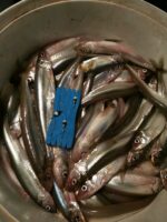 (KK) Avižėlė Nr.29 - Image 4