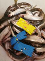 (KK) Stintinė Avižėlė Nr.23 - Image 3