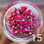 (KK) Avižėlė Nr.15