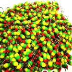 (KK) Stintinė Avižėlė Nr.30