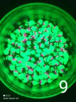 (KK) Avižėlė Nr.9 - Image 2