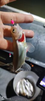 (KK) Stintinė Avižėlė Nr.7 - Image 3