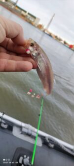 (KK) Avižėlė Nr.9 - Image 3