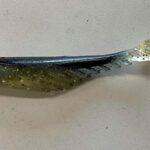 Berkley guminukai Ripple Shad 13cm cc special