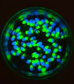 Šviečianti (KK) avižėlė plekšnėms NR. 2 D - Image 2