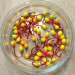 Šviečianti (KK) avižėlė plekšnėms NR. 3 D