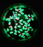 Šviečianti (KK) avižėlė plekšnėms NR. 5 D - Image 2