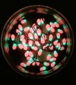 Šviečianti (KK) avižėlė plekšnėms NR. 8 D - Image 2