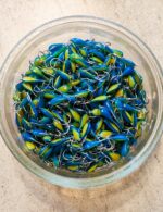 Avižėlė (KK-lašas) 20 F