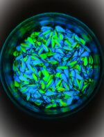 Avižėlė (KK-lašas) 20 F - Image 2