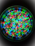 Avižėlė (KK-lašas) 3 F - Image 2