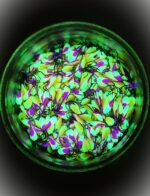 Avižėlė (KK-lašas) 6 F - Image 2