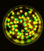 Šviečianti (KK) avižėlė plekšnėms NR. 6 D - Image 2