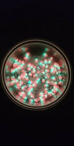 Stintinės ežerinės  avižėlės 1E - Image 2