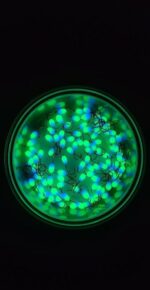 Stintinės ežerinės  avižėlės 3E - Image 2