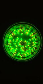 Stintinės ežerinės  avižėlės 5E - Image 2