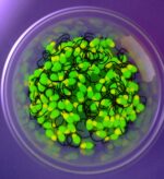 Šviečiančios žiobrinės avižėlės, kabliukas OWNER PENNY HOOK 10nr. #2E - Image 2