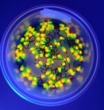 Šviečiančios žiobrinės avižėlės, kabliukas OWNER PENNY HOOK 12nr. #6k - Image 2