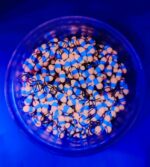 (KK) Stintinė Avižėlė Nr.31 - Image 2