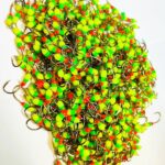 Šviečiančios plekšninės avižėlės 1L