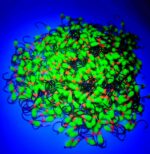 Šviečiančios plekšninės avižėlės 1L - Image 2