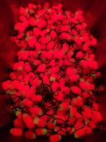 KK Stintinė sistemėlė kabliuko nr.8 Puikus raudonos spalvos švytėjimas - Image 2